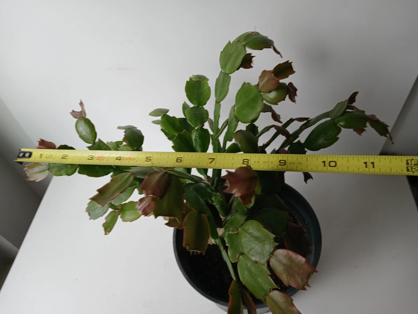 Christmas Cactus Plant in 6" Pot. Fixed price. - photo 4