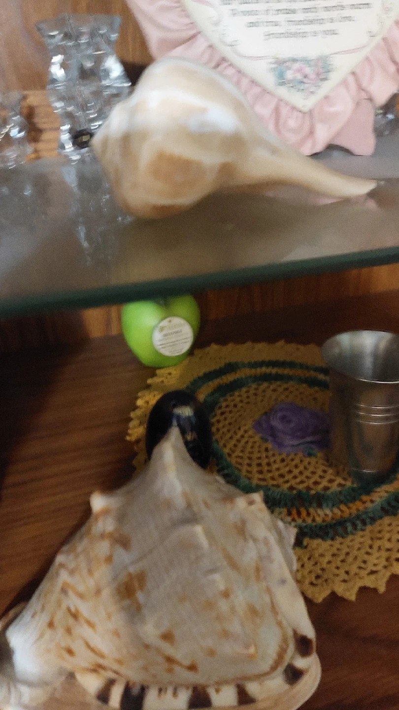 Decorative Seashells and conch shells - photo 3