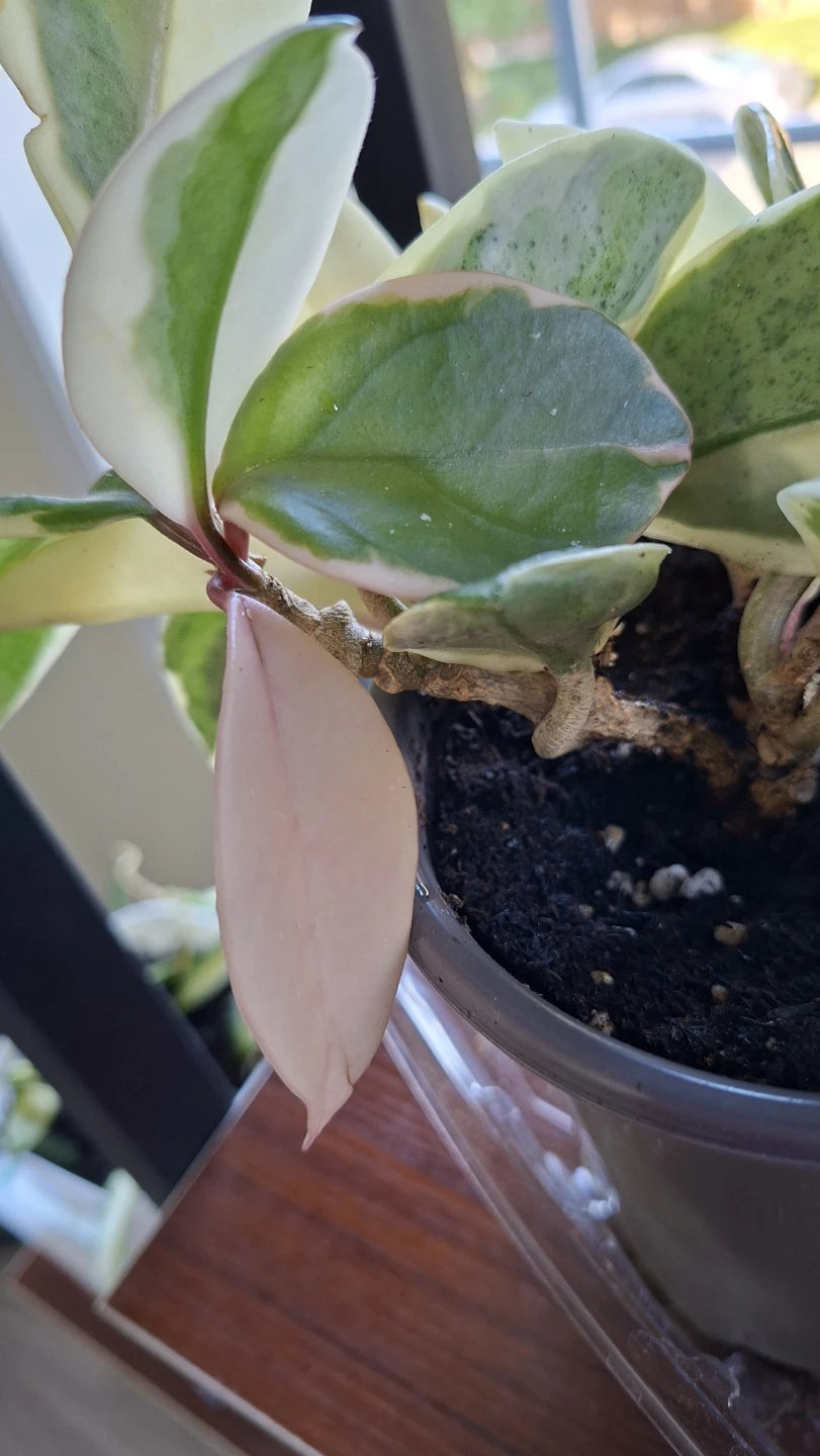 Hoya Carnosa Tricolor - photo 5