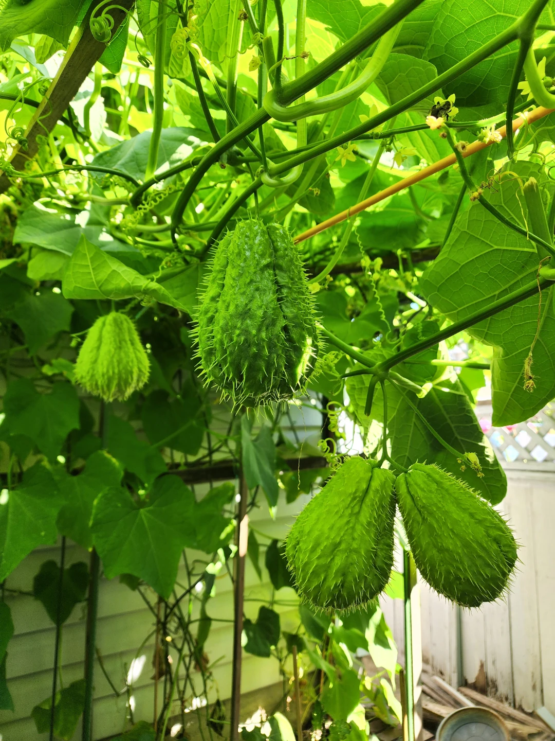 $1  Fresh On the Vine Chayote Squash