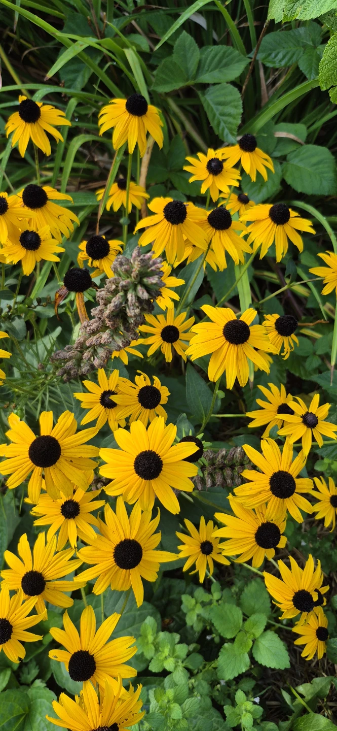 Perennial plants for sale - photo 5