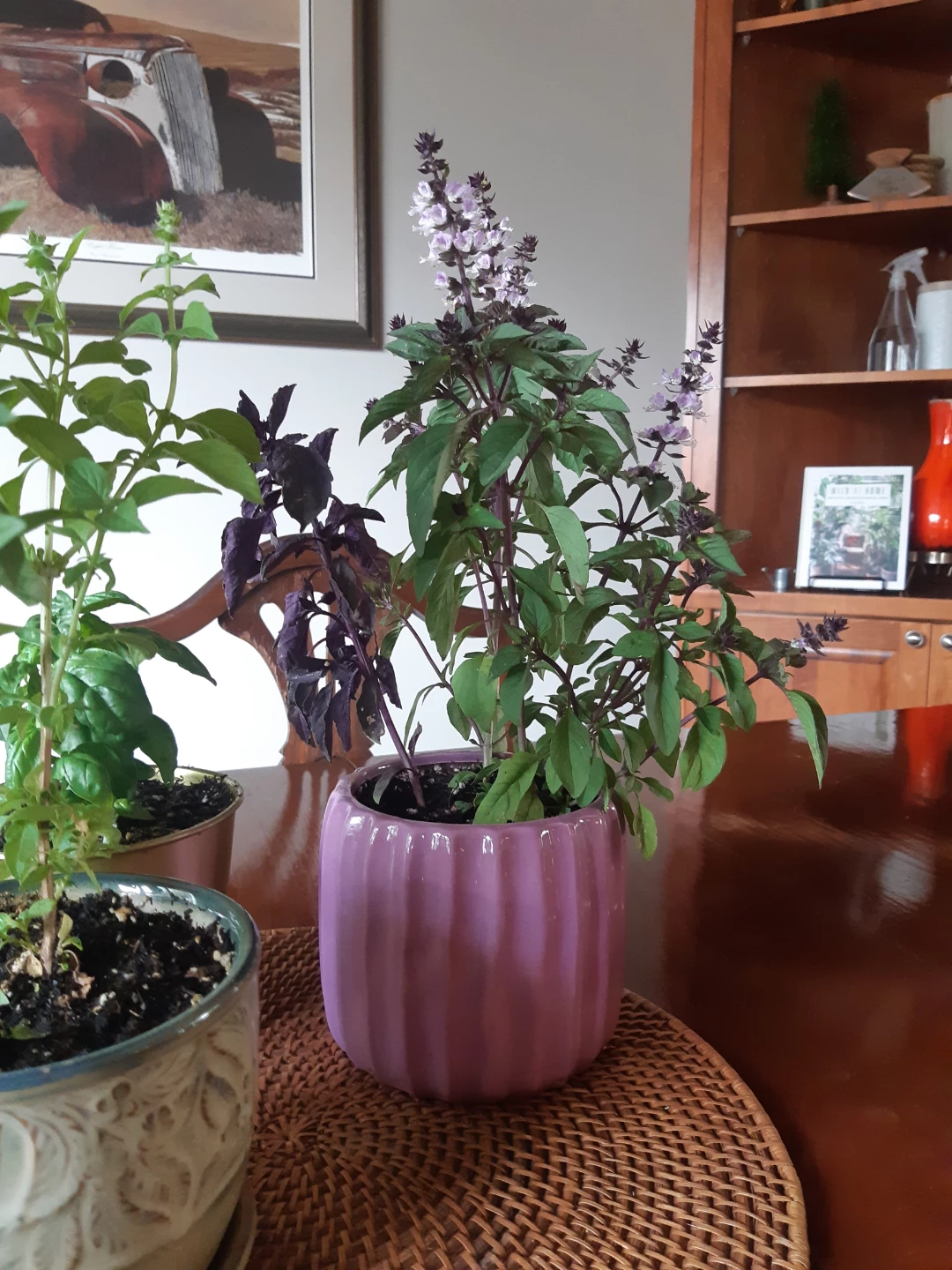 Scented Basil Plants - photo 3