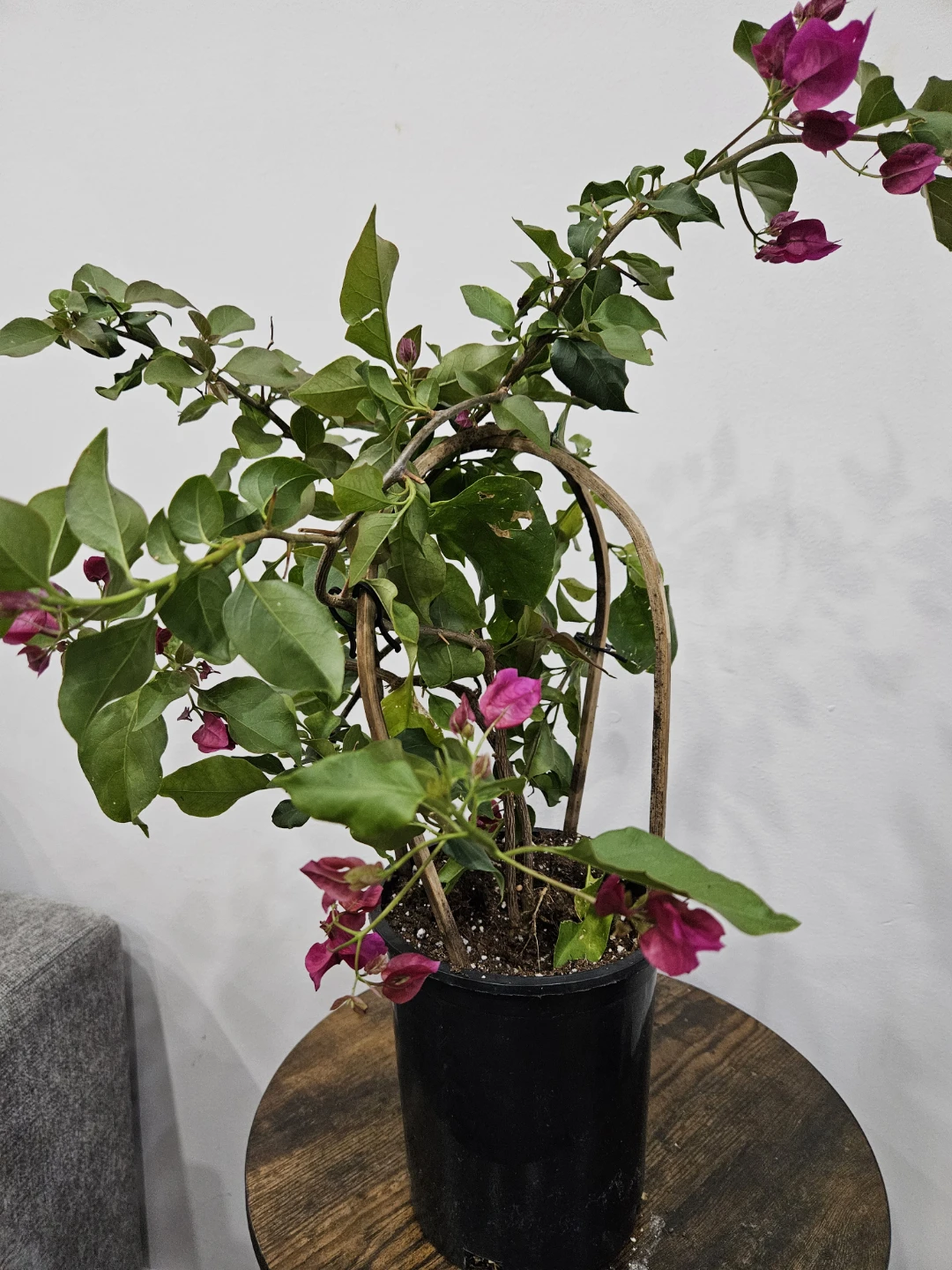 Bougainvillea in 6"pot - photo 2