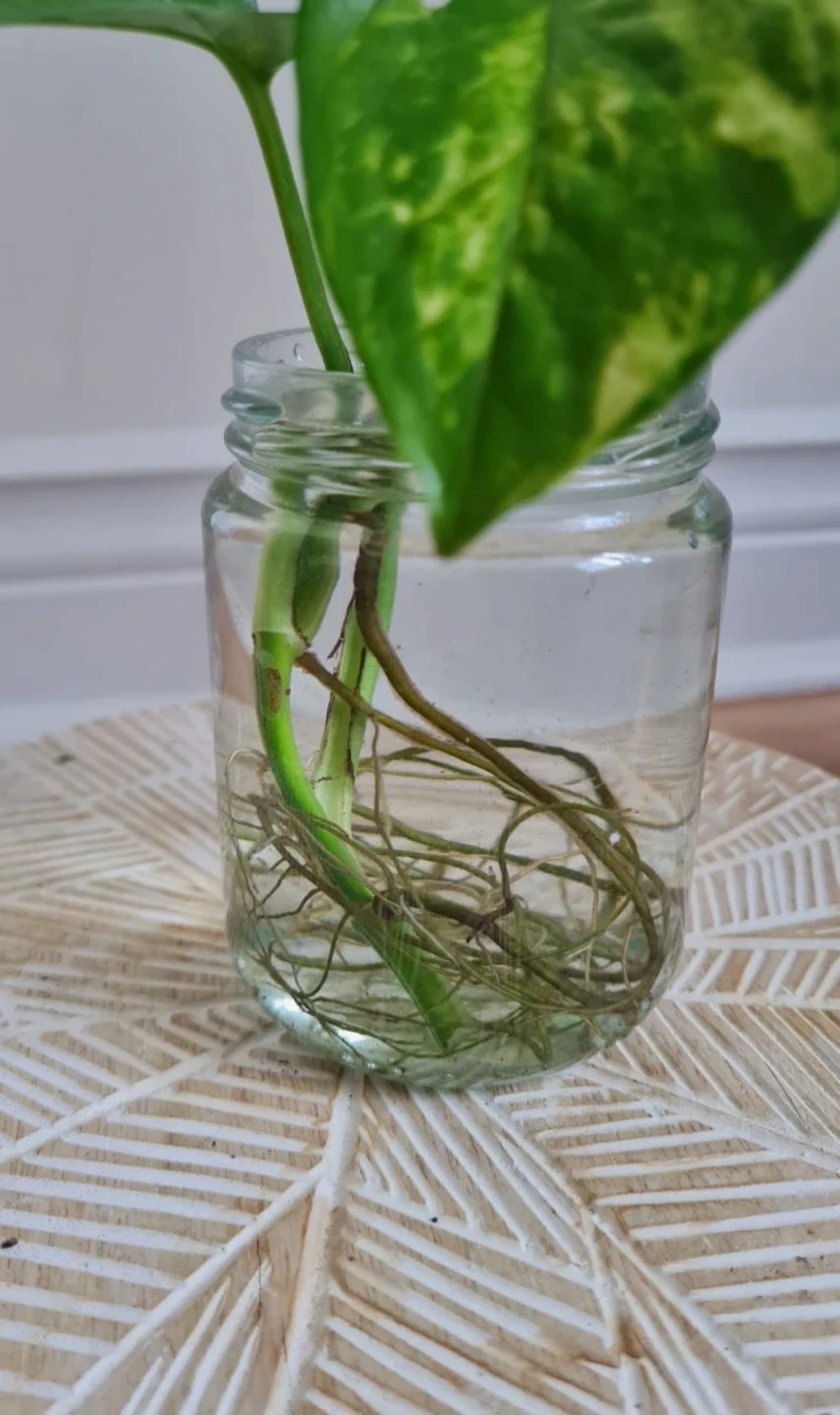 Healthy Rooted Golden Pothos in Glass Jar🌿🌿 - photo 3