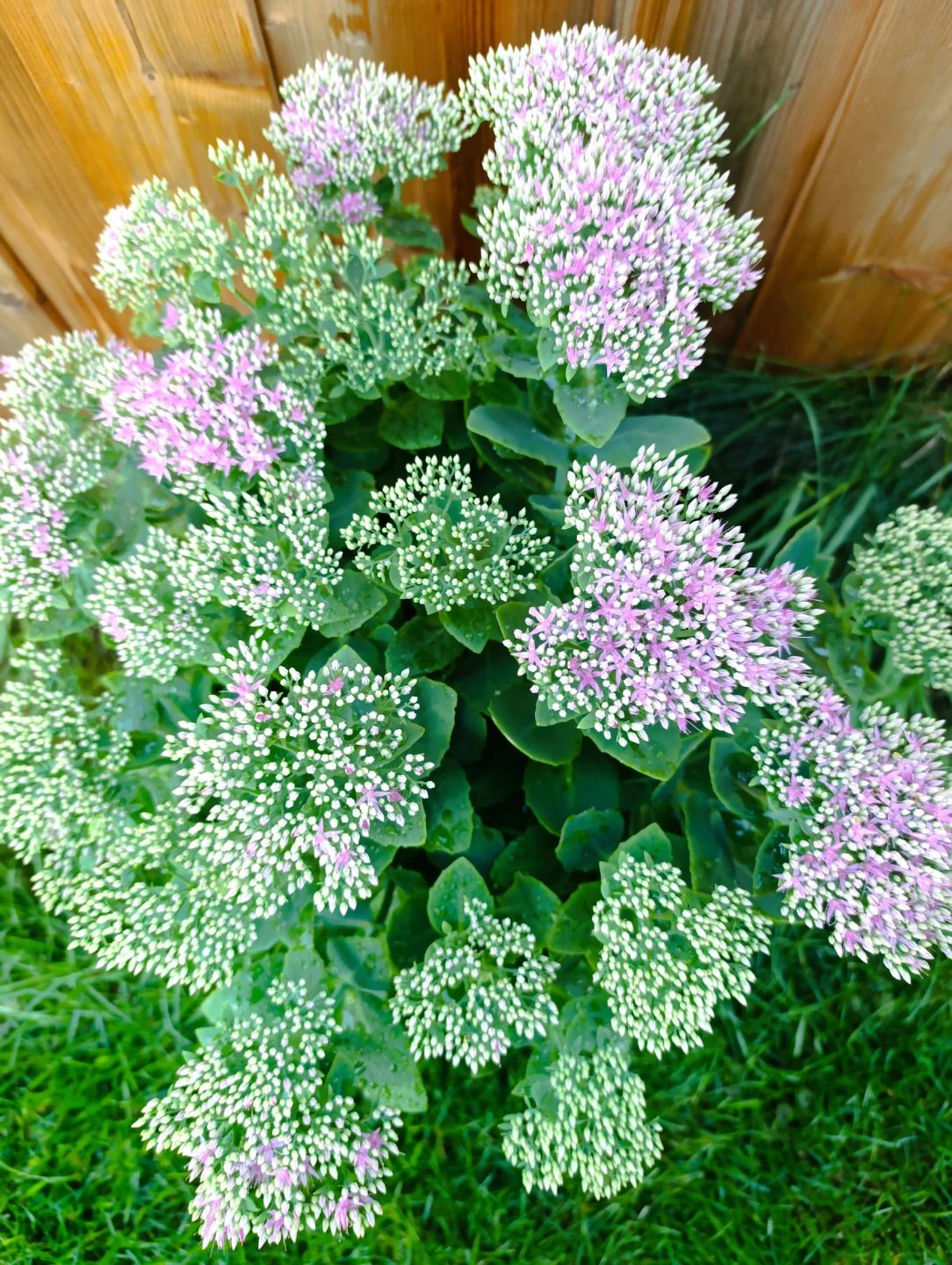 Healthy Sedum Plant - photo 4