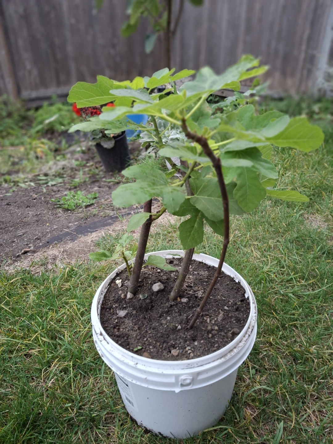 Potted Fig Plant - photo 2