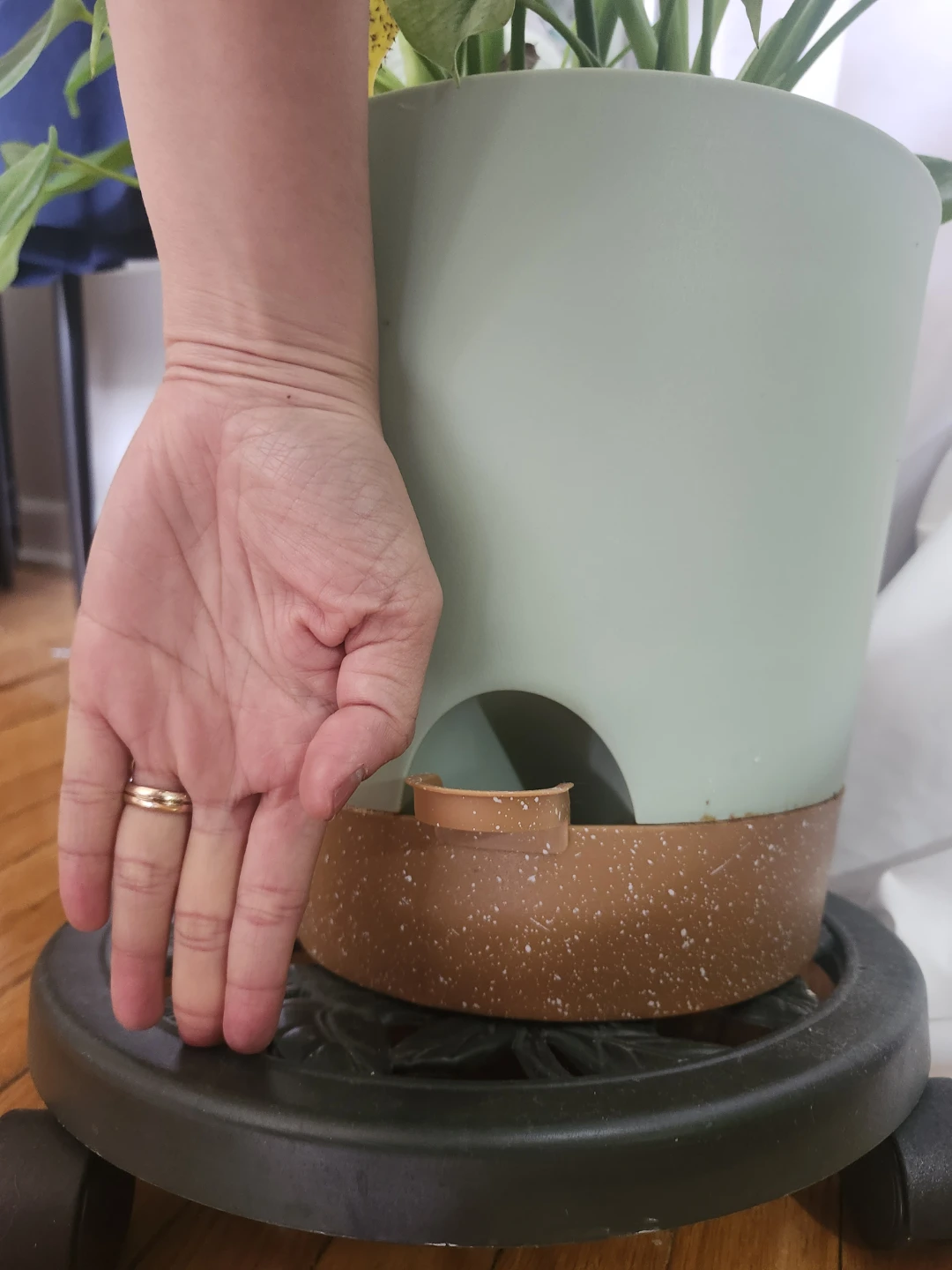 Plant with Self-Watering Plant Pot - photo 2