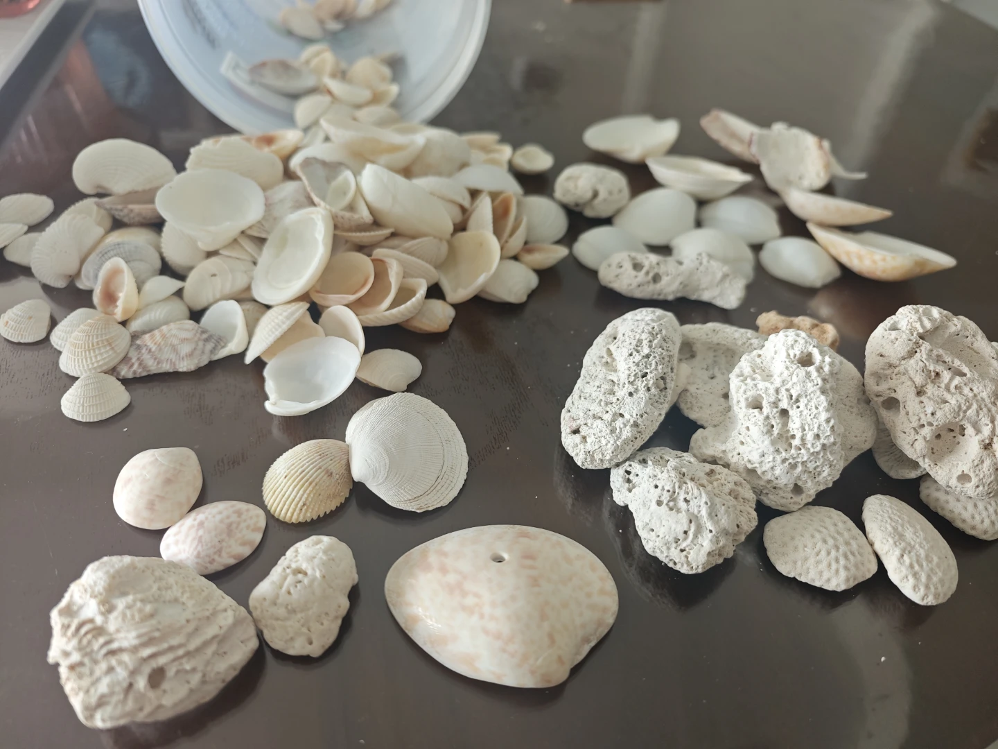 Assorted Seashells and Coral Pieces