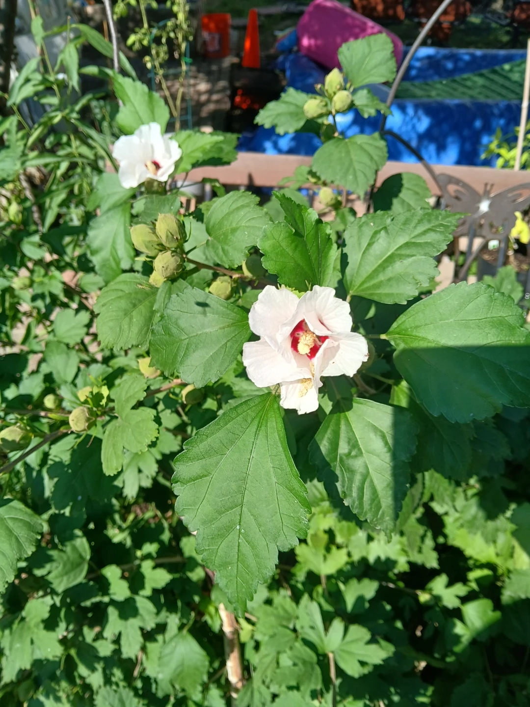 Rose of Sharon Hibiscus Plant - photo 4