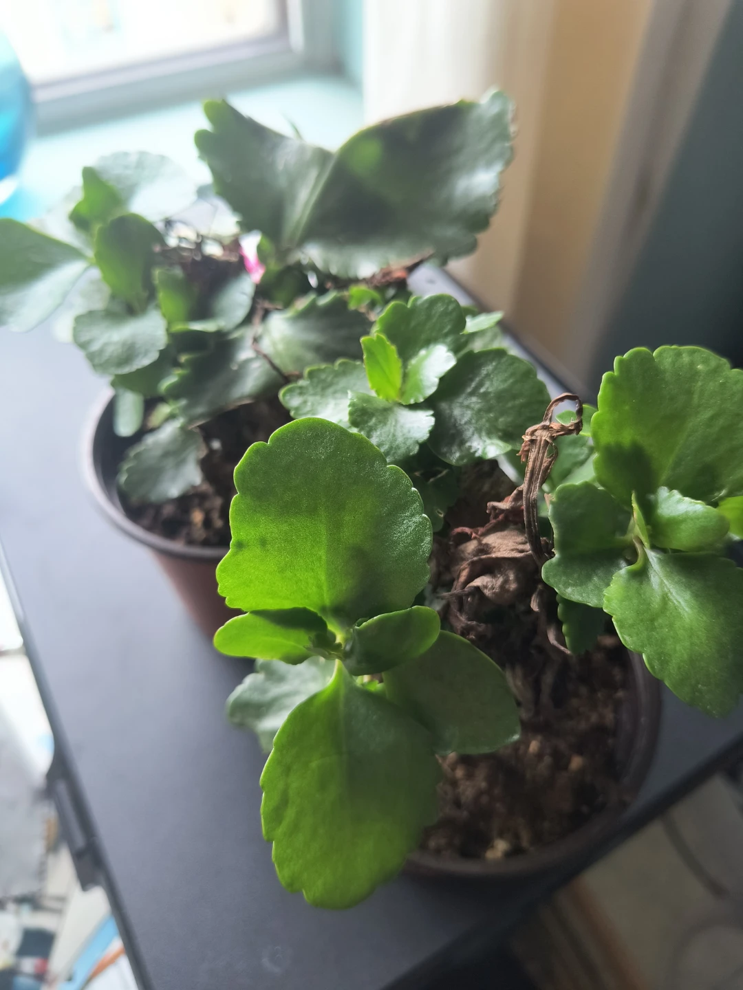Kalanchoe plant pair