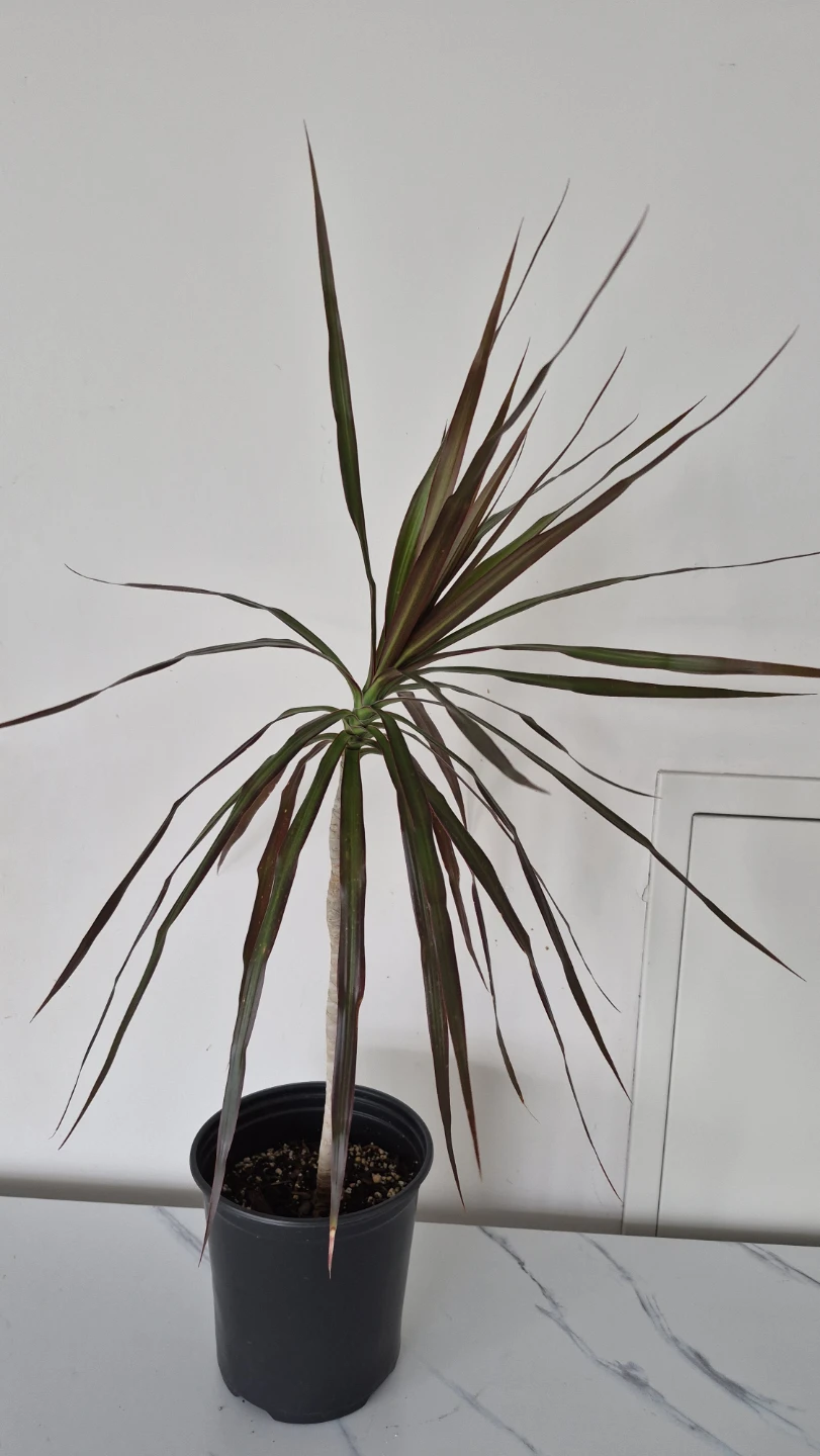 Selling plants. Dracenas. Pilea. Philodendrons. Pothos. - photo 2