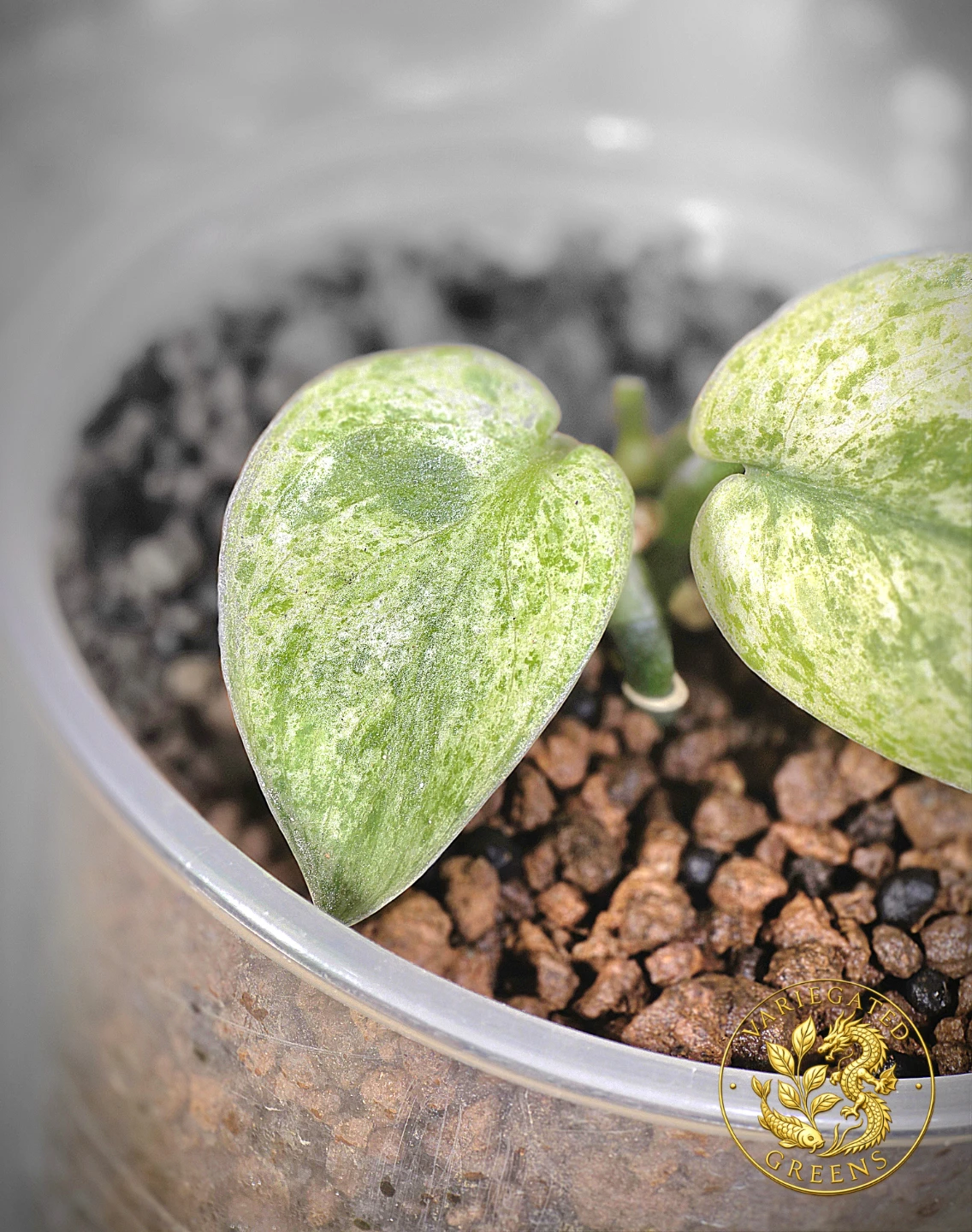 Scindapsus pictus Halimoon "Celestial Murmur" - photo 3