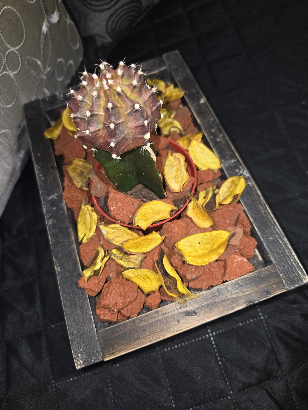 Succulents ready for a  gif 🎁