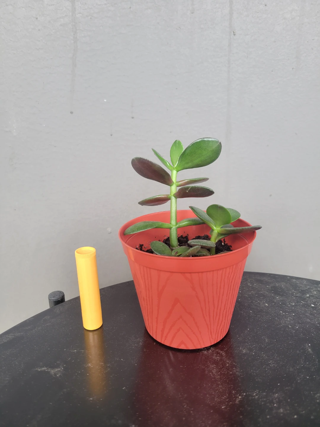 Baby jade plants - photo 2