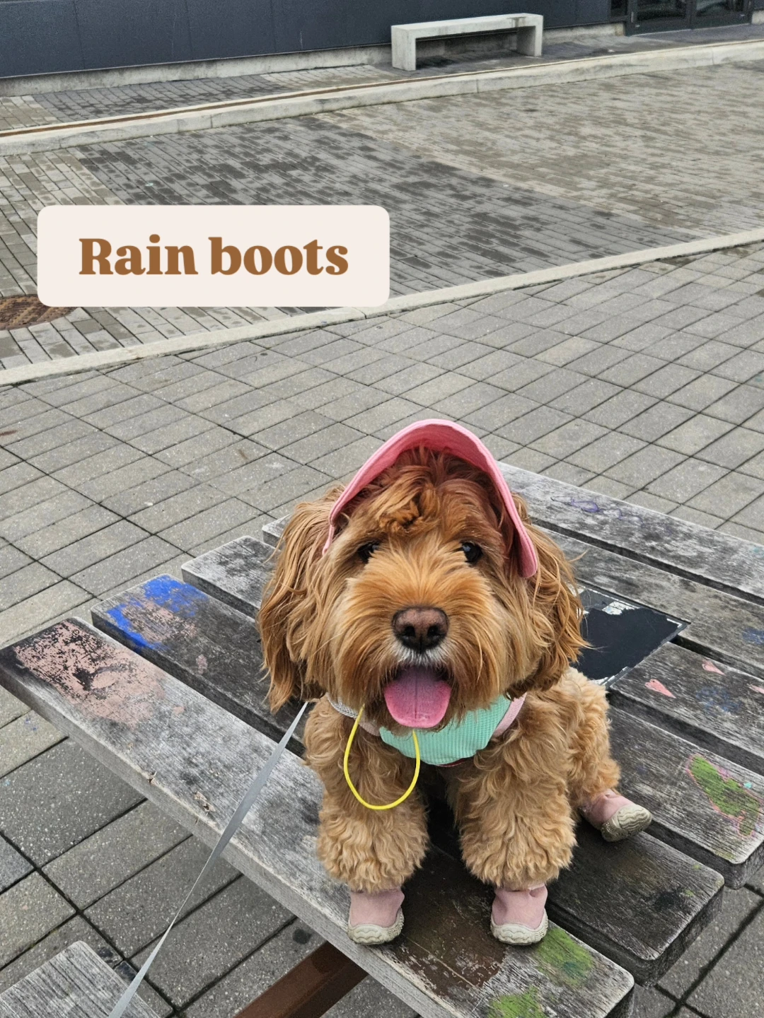 Pink dog rain boots size 5 - photo 5