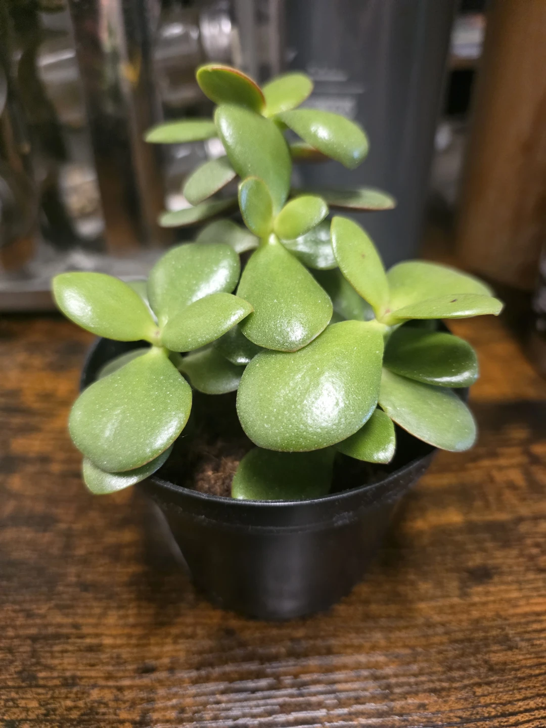 Healthy Jade Plant in Black Pot - photo 2
