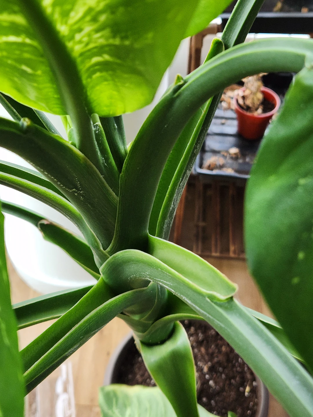 Large Dieffenbachia Houseplant - photo 3