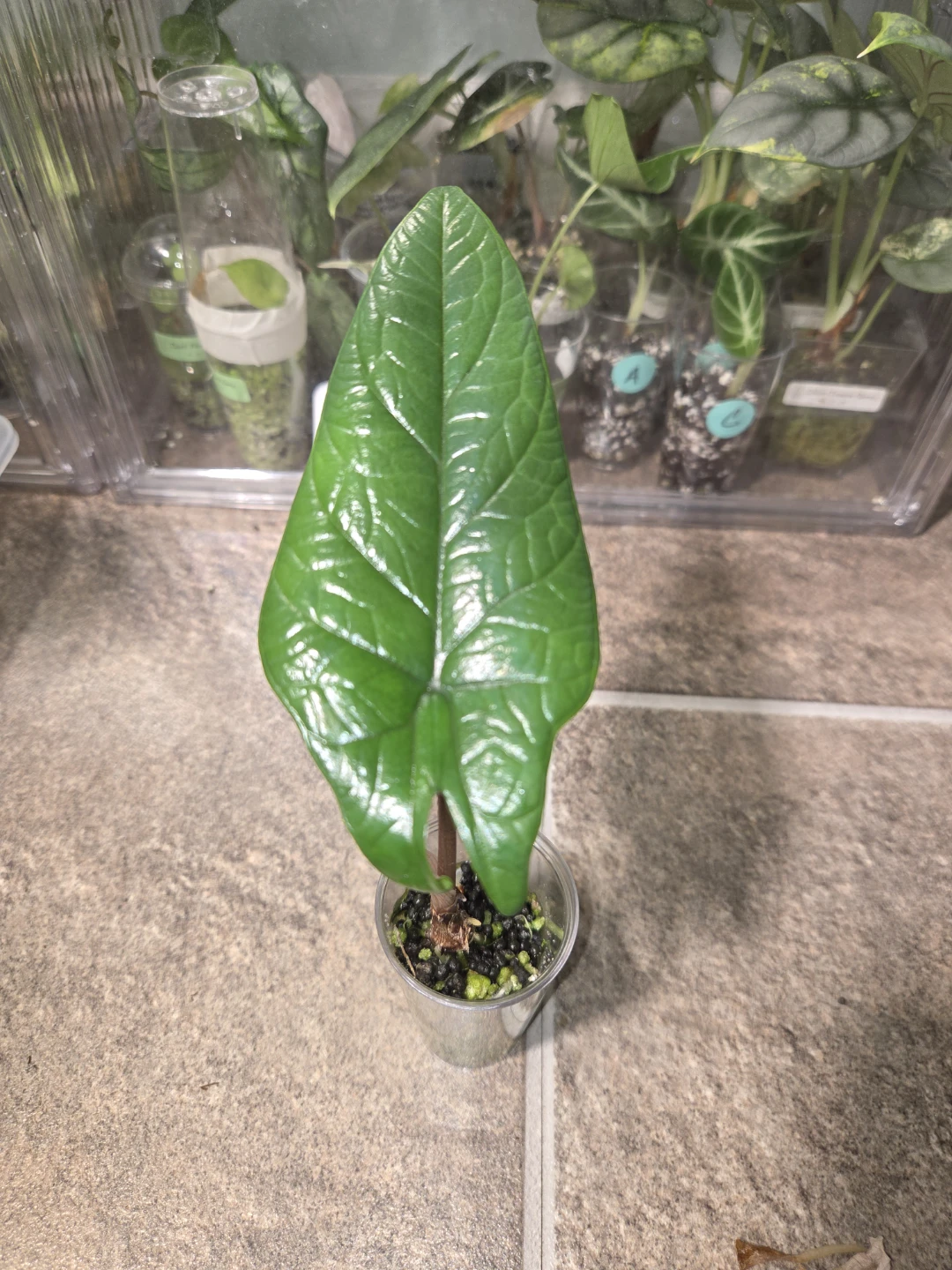 Alocasia Scalprum Starter Plant - photo 2