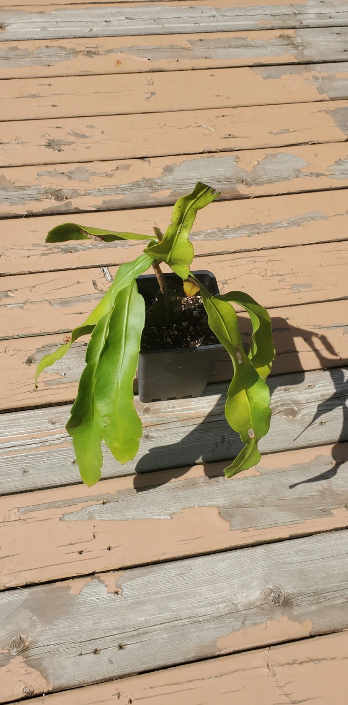 Queen of the Night (‌Epiphyllum oxypetalum) - photo 2