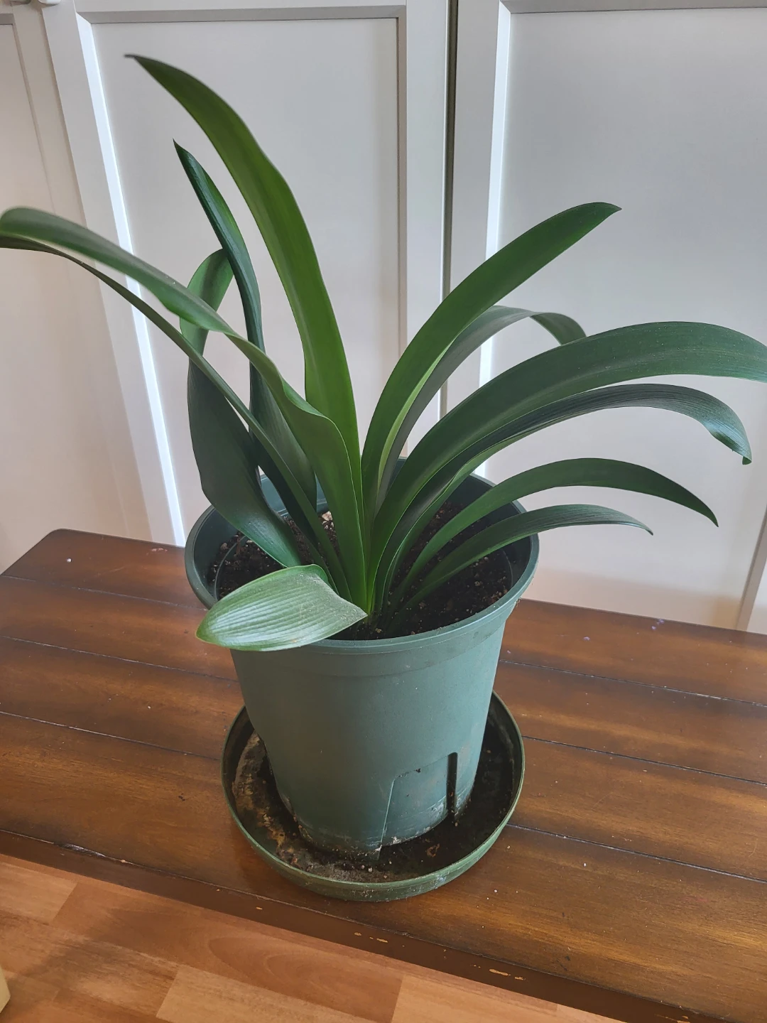 Clivia Houseplant