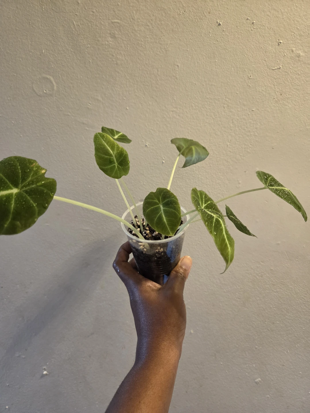 Alocasia Black Velvet✨️🌿 IN SOIL - photo 2