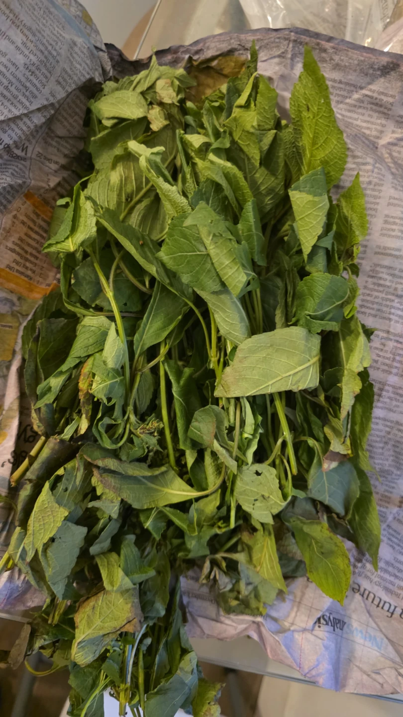 Fresh Scent Leaves (Efinrin) - photo 2