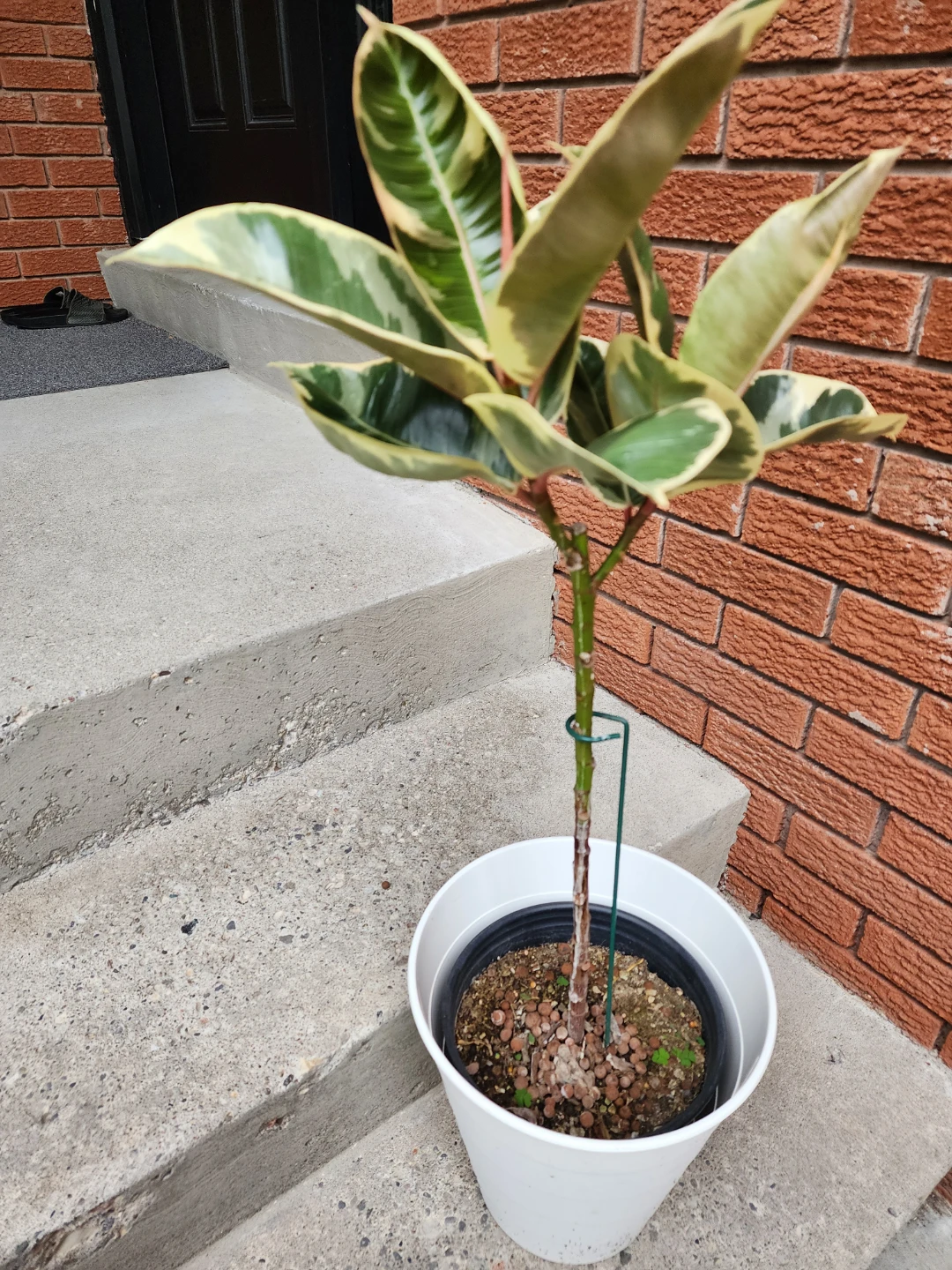 Variegated Rubber Tree Plant - photo 2
