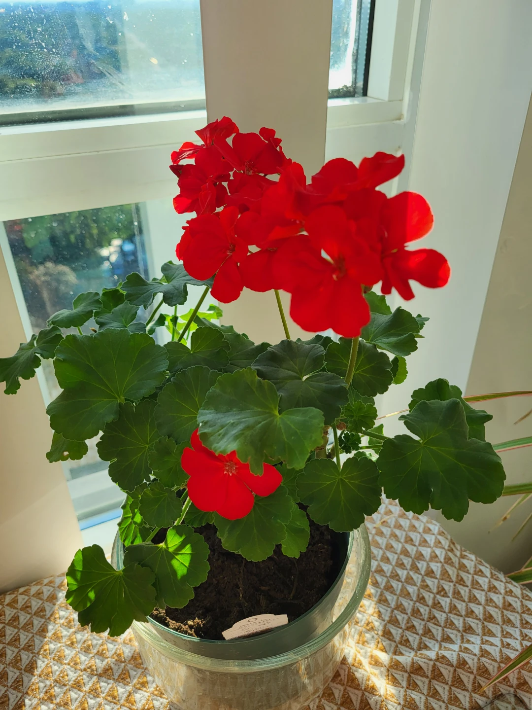 Flowering Geranium Plant