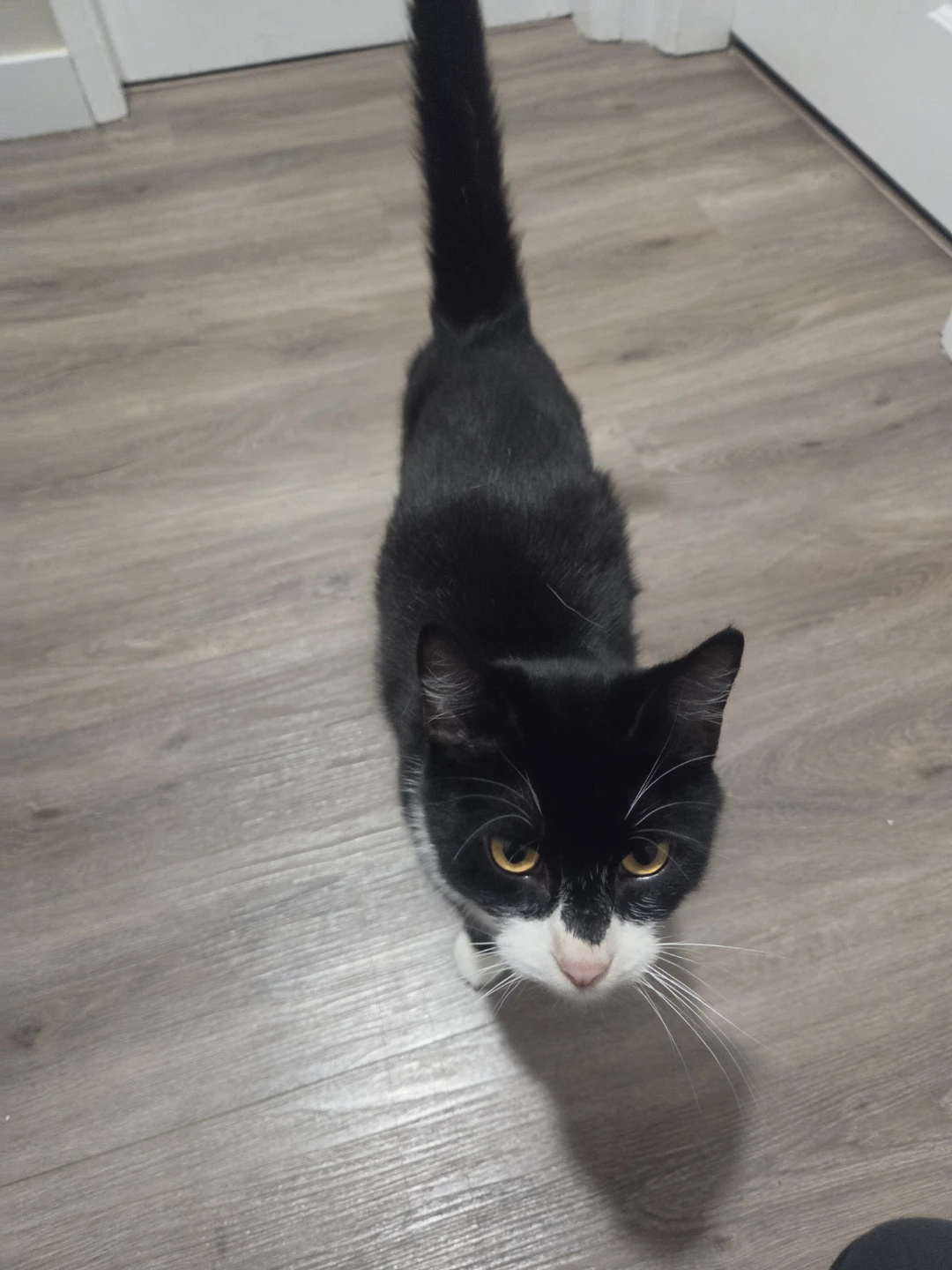 Cat for free - photo 2