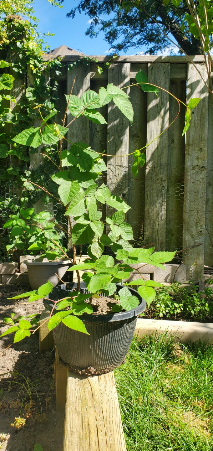 Blackberry in pot - photo 2