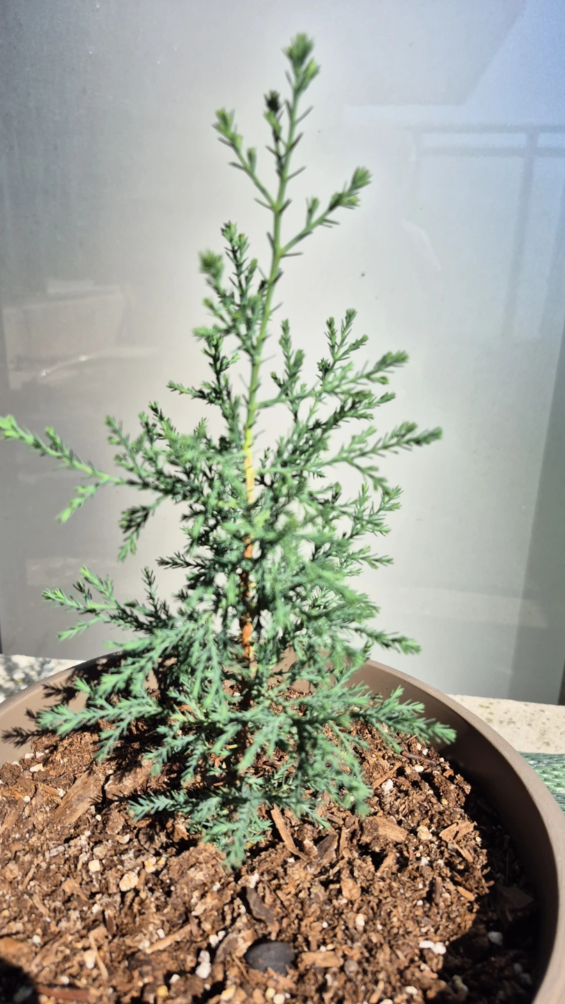 Two Small Cypress Plants - photo 4