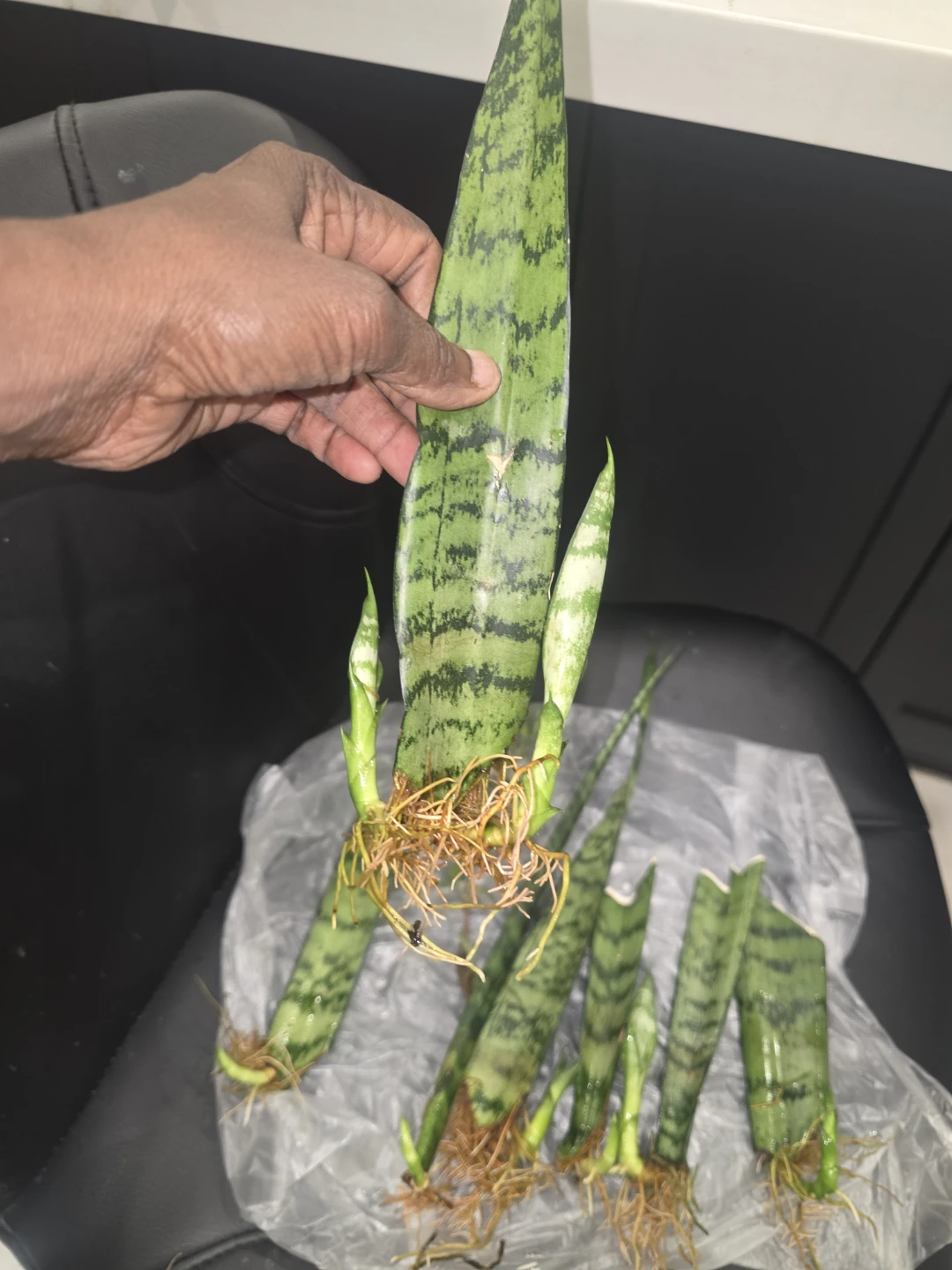 Baby snake plant  ready to pot