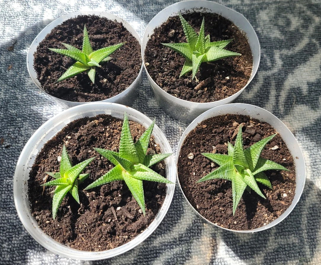 5 Succulents (Fairy Washboards)
