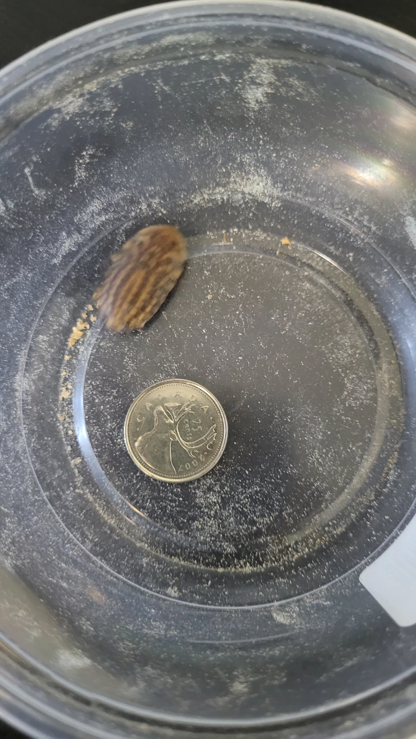 Discoid Roach - photo 5