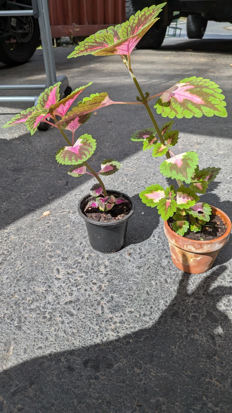 Coleus Plants - photo 2
