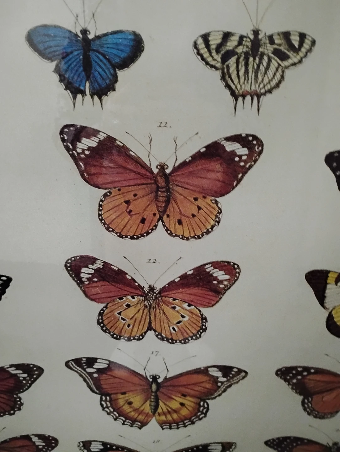 Butterfly 🦋 Picture - photo 3