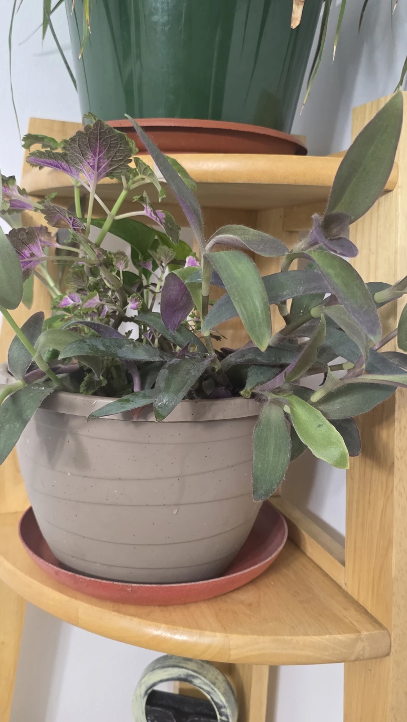 Mixed Potted Plants Arrangement - photo 5
