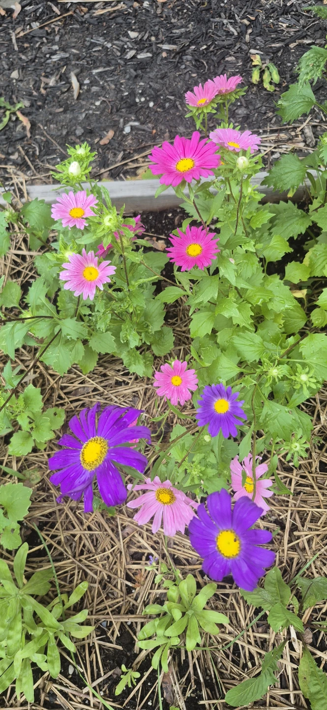 Flowers for sale
