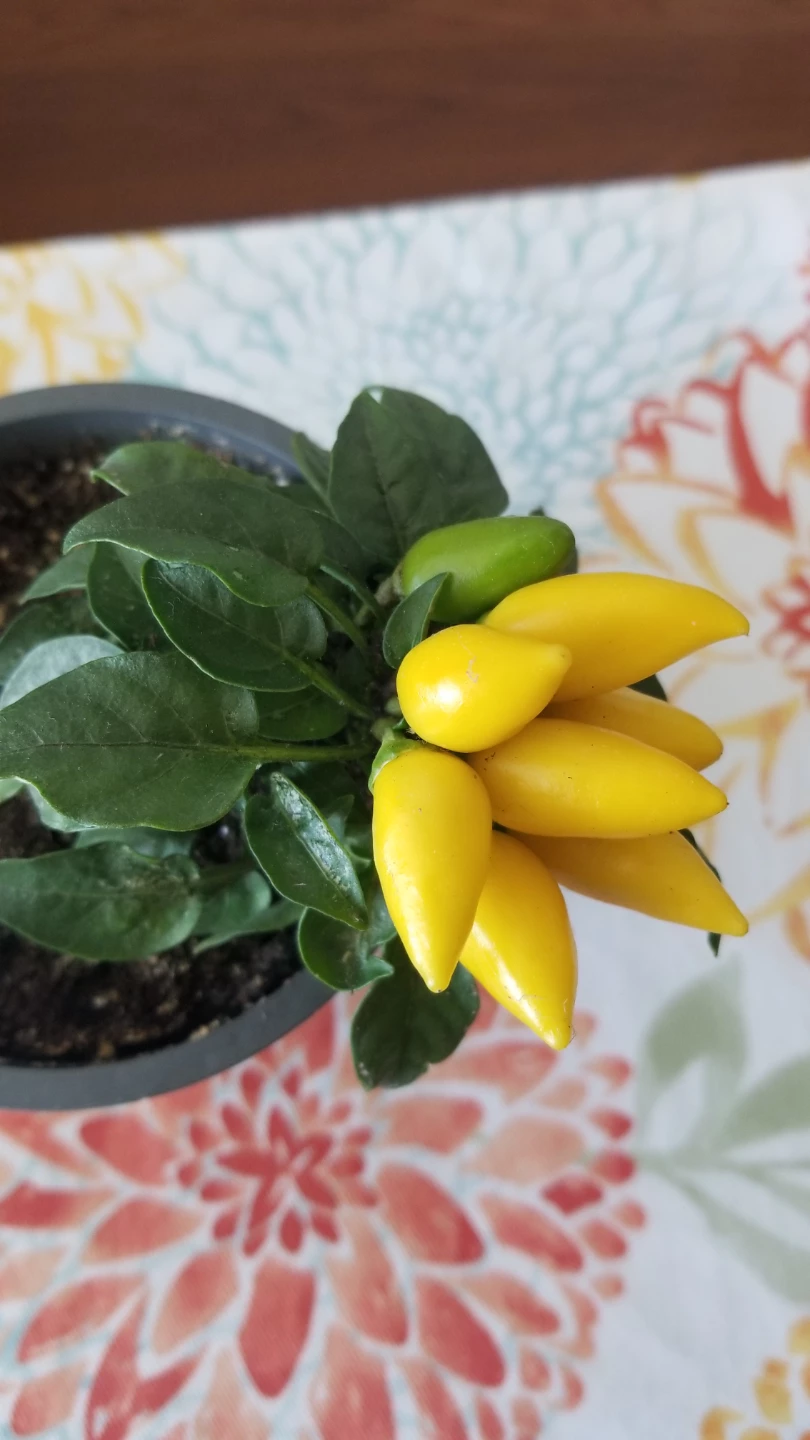 ORNAMENTAL PEPPER SALSA YELLOW - photo 2