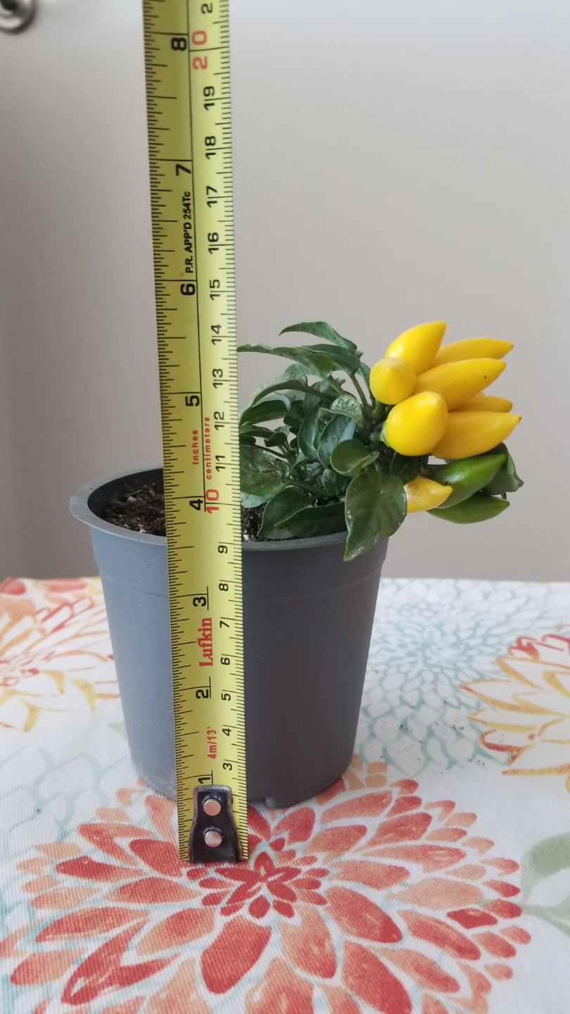 ORNAMENTAL PEPPER SALSA YELLOW - photo 4
