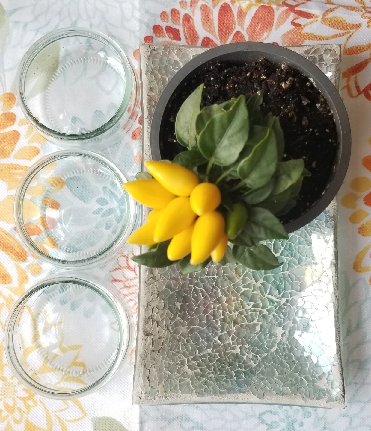 ORNAMENTAL Pepper Plant+Mosaic Tray+Dessert Bowl