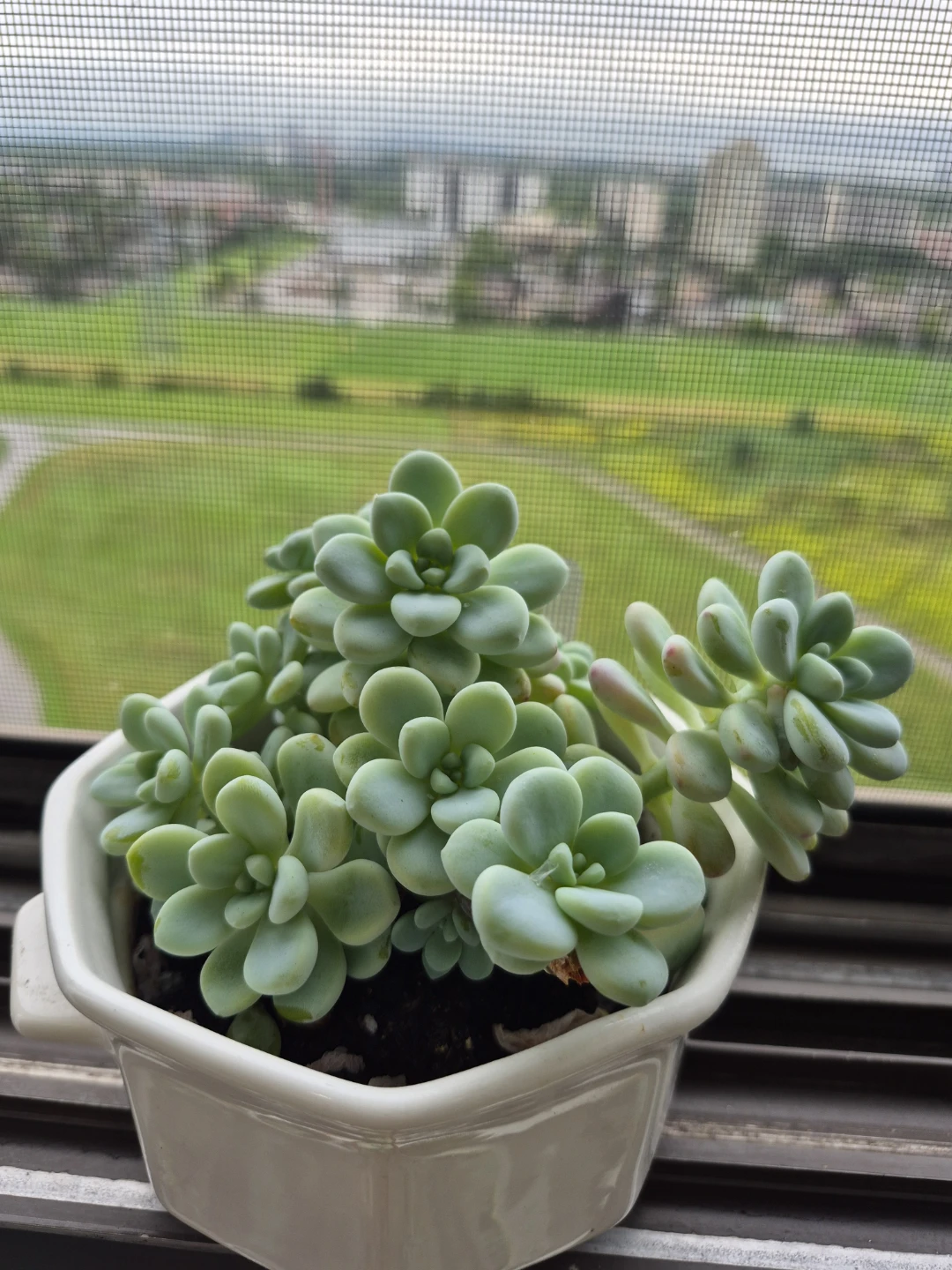 Sedum Succulent Plant in White Pot