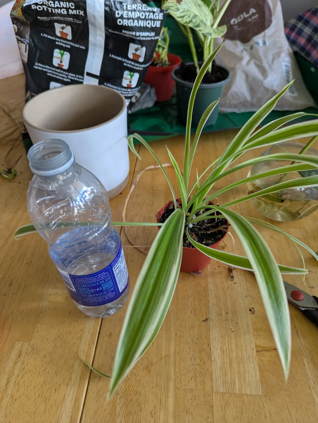 Spider Plant in Red Pot