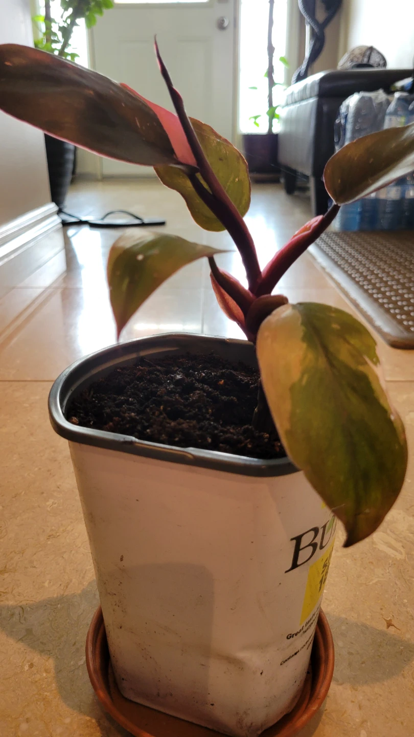 Philodendron Pink Princess plant - photo 3