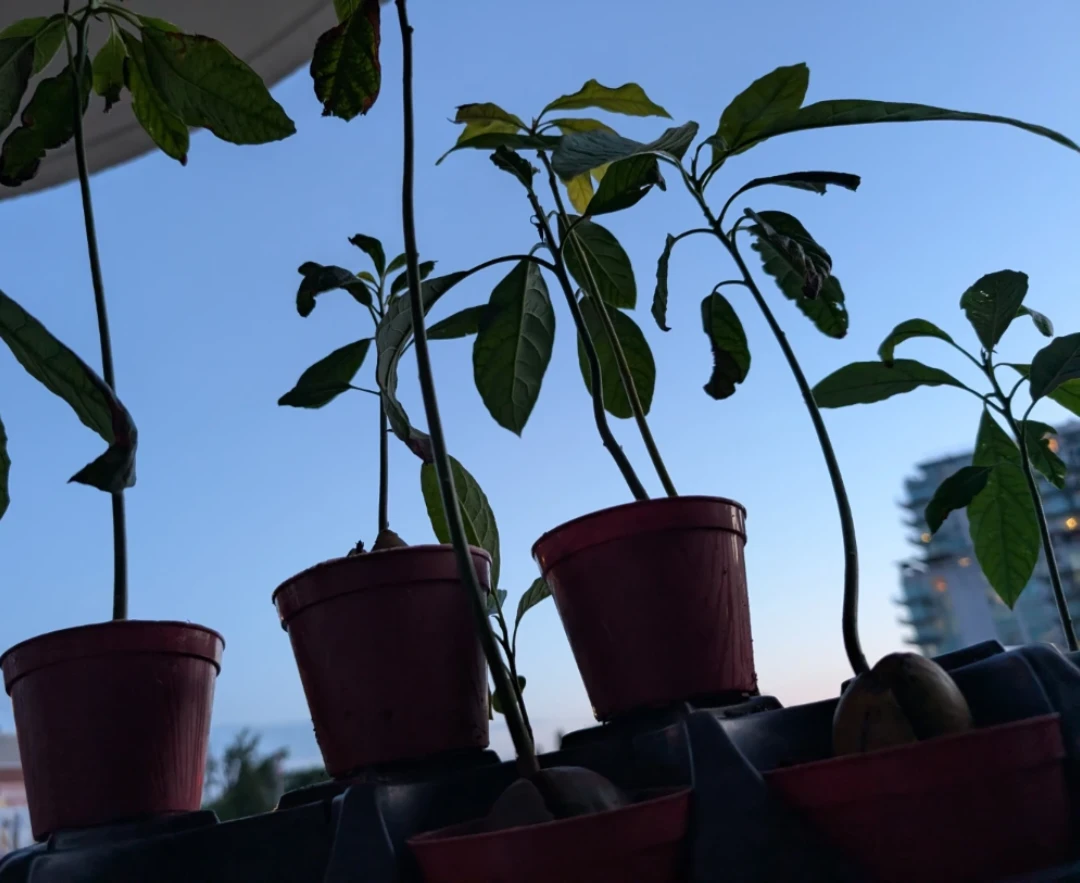 Tray of 10 Avocado Plants – Assorted Types Ready for Bonsai