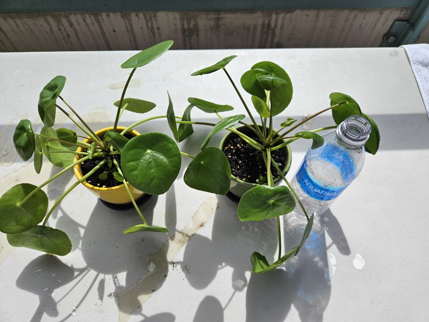 Two Pilea Peperomioides Houseplants - photo 4