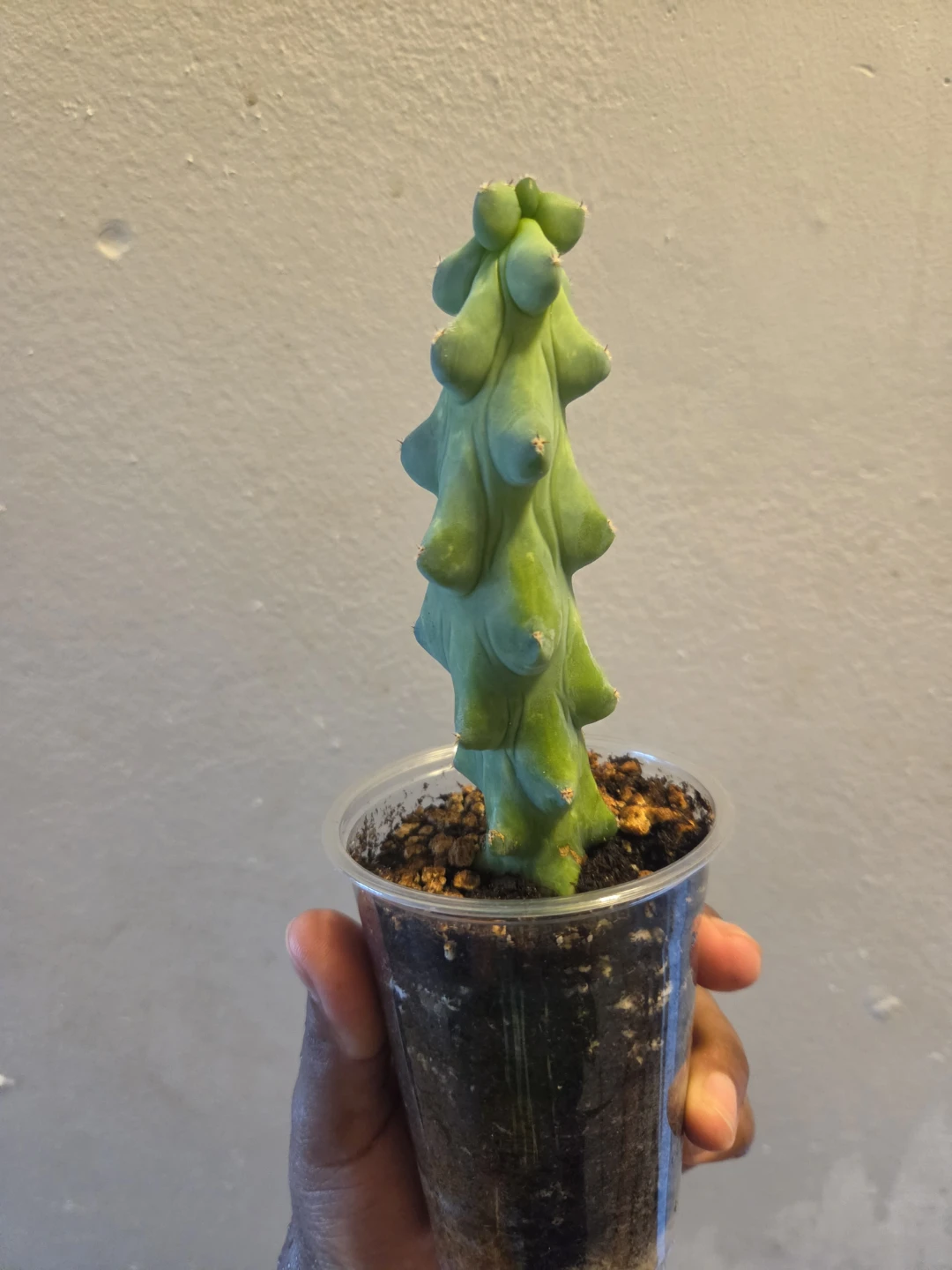 BOOBIE CACTUS IN SOIL ✨️🌵🩷 - photo 2