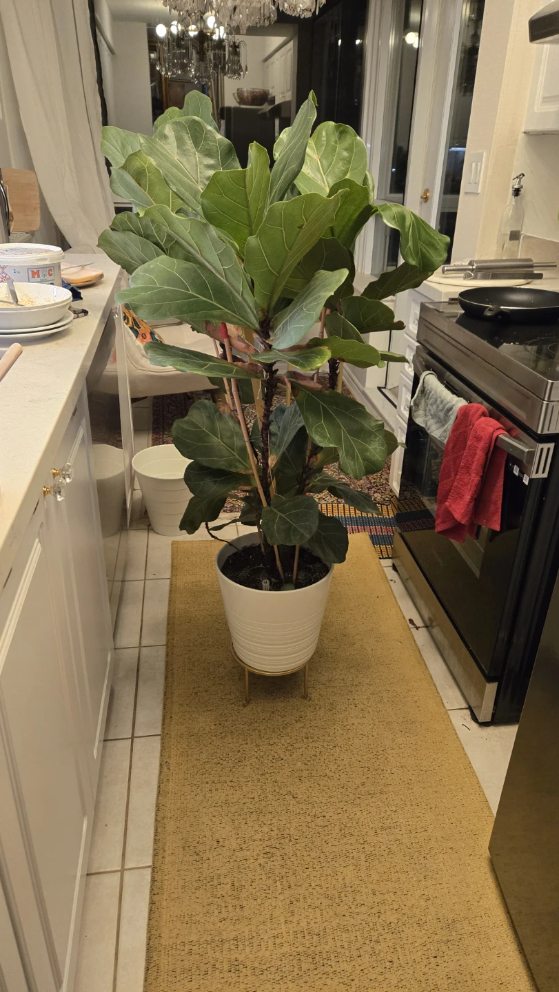 Large Fiddle Leaf Fig Plant with White ceramic pot - photo 2