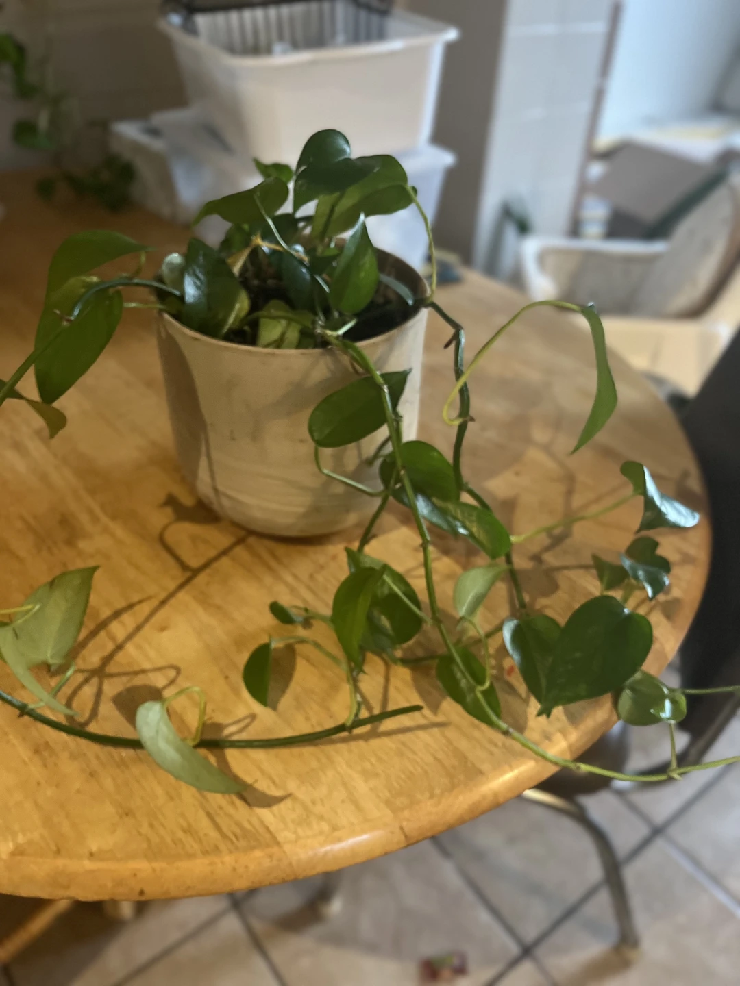 Trailing Pothos Plant in Ceramic Pot