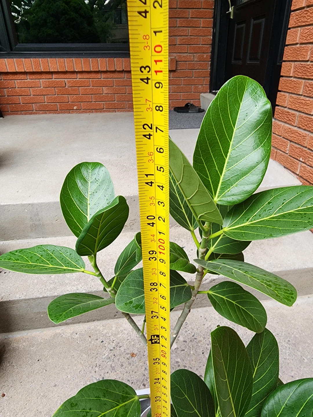 Ficus Audrey in White Pot - photo 4